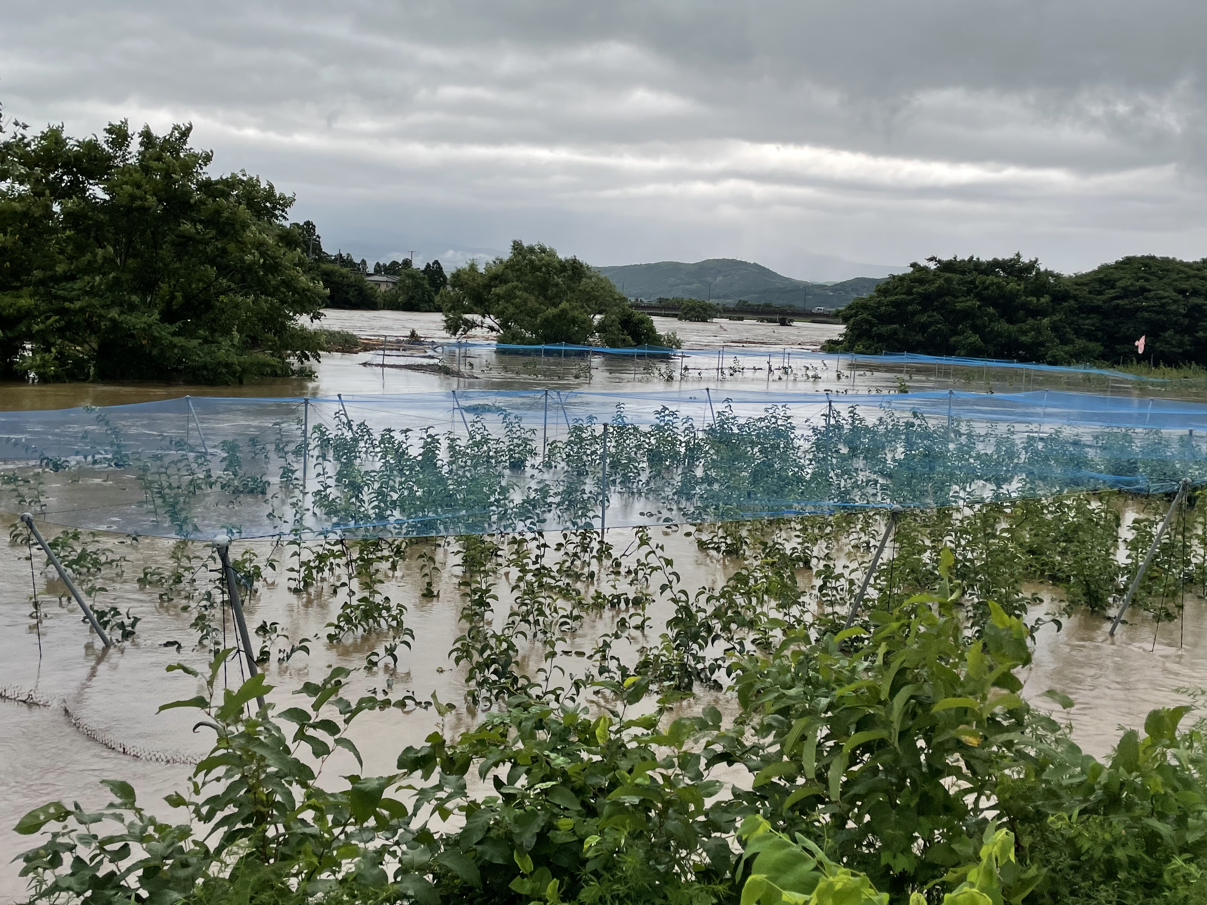 梨畑が洪水で、、、