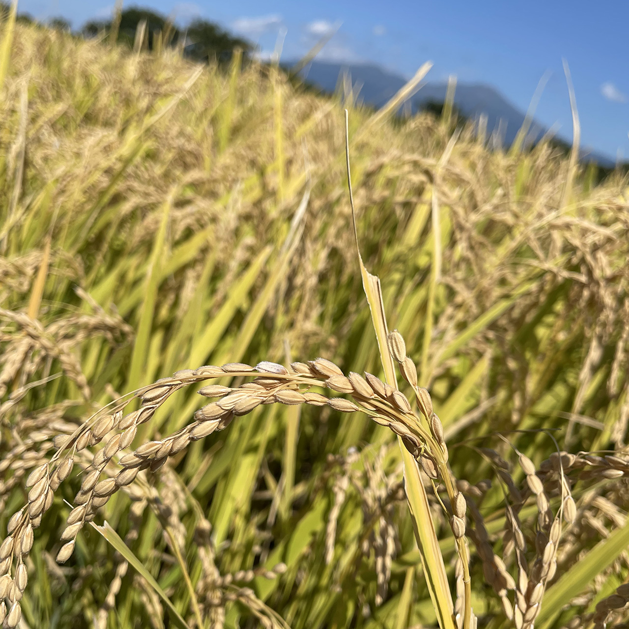 小野寺梨園で作ったお米「はえぬき」を本年度より販売致します