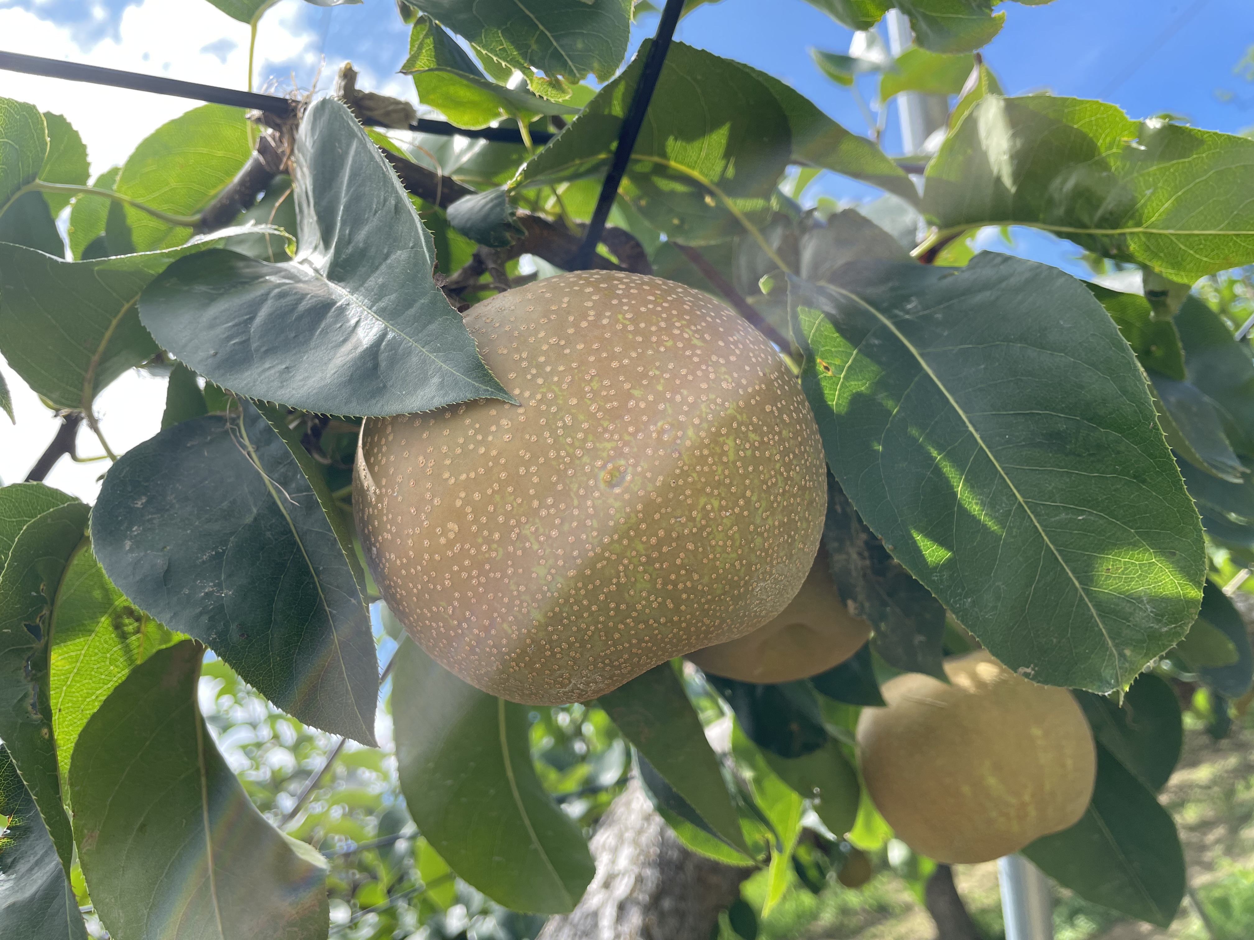 大きく育ってくれてます