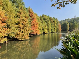 紅葉のようなハーブティ🍁