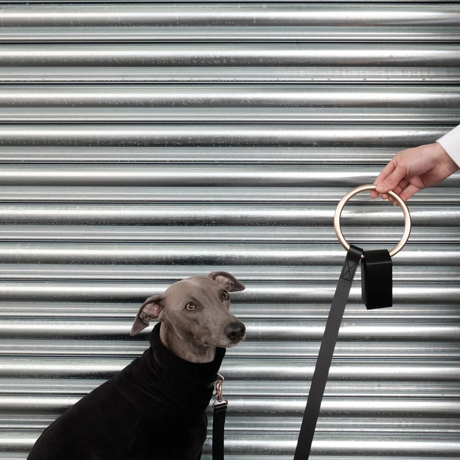 大谷選手の愛犬「デコピンも使ってる」Boo Oh Ray Harnessで愛犬グレードアップ!