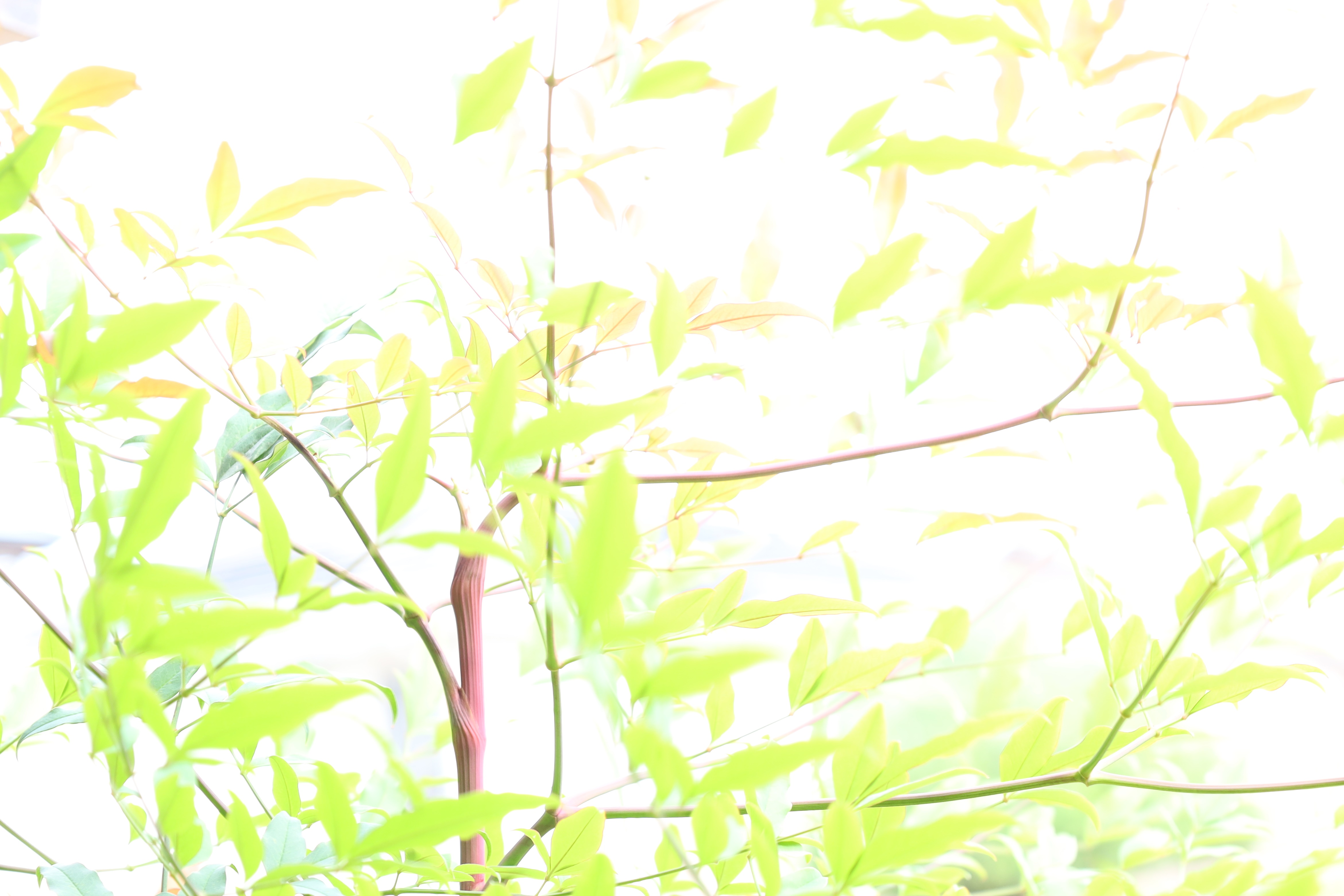 新作リングアップしました