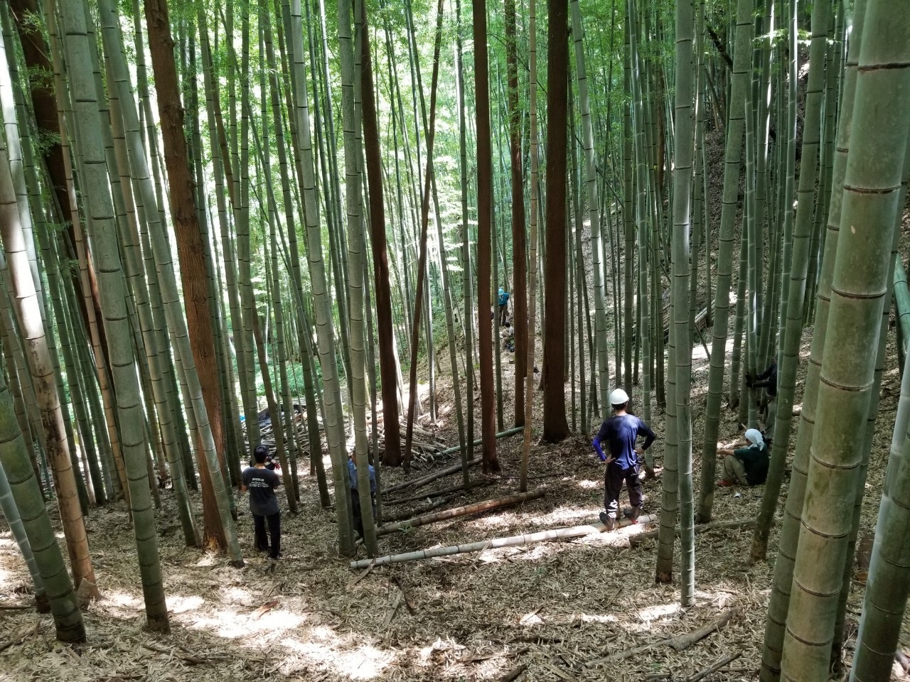 10月19日は竹林整備デー♪
