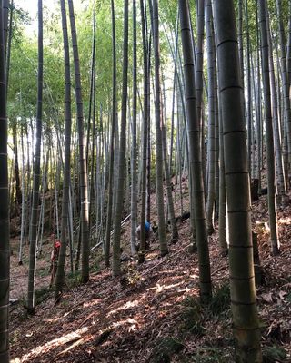 11月16日(土) 竹林整備デー＠市原市宮原の竹林