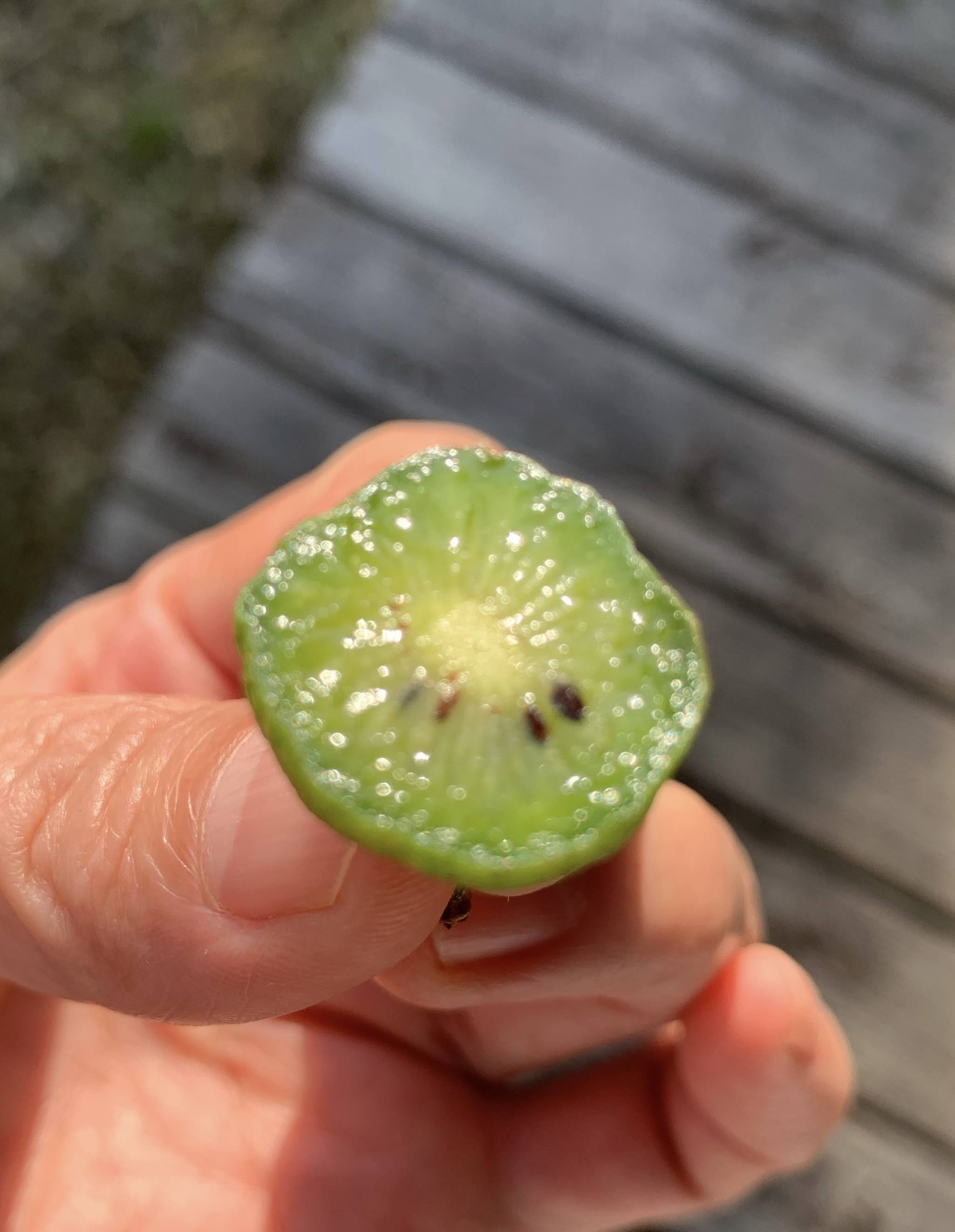甘酸っぱ〜い!ベビーキウイ