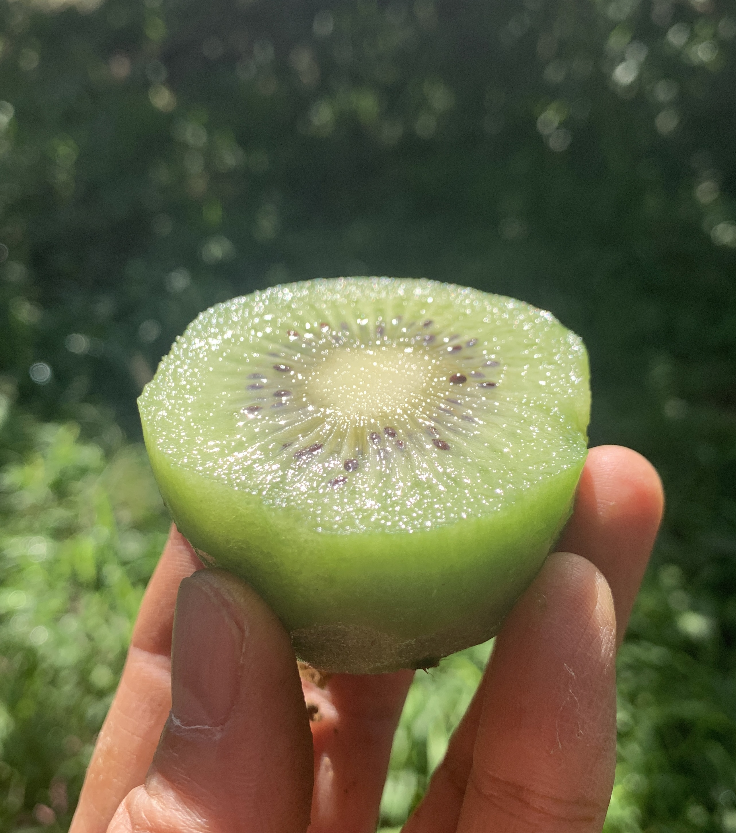 キウイで栄養補給!