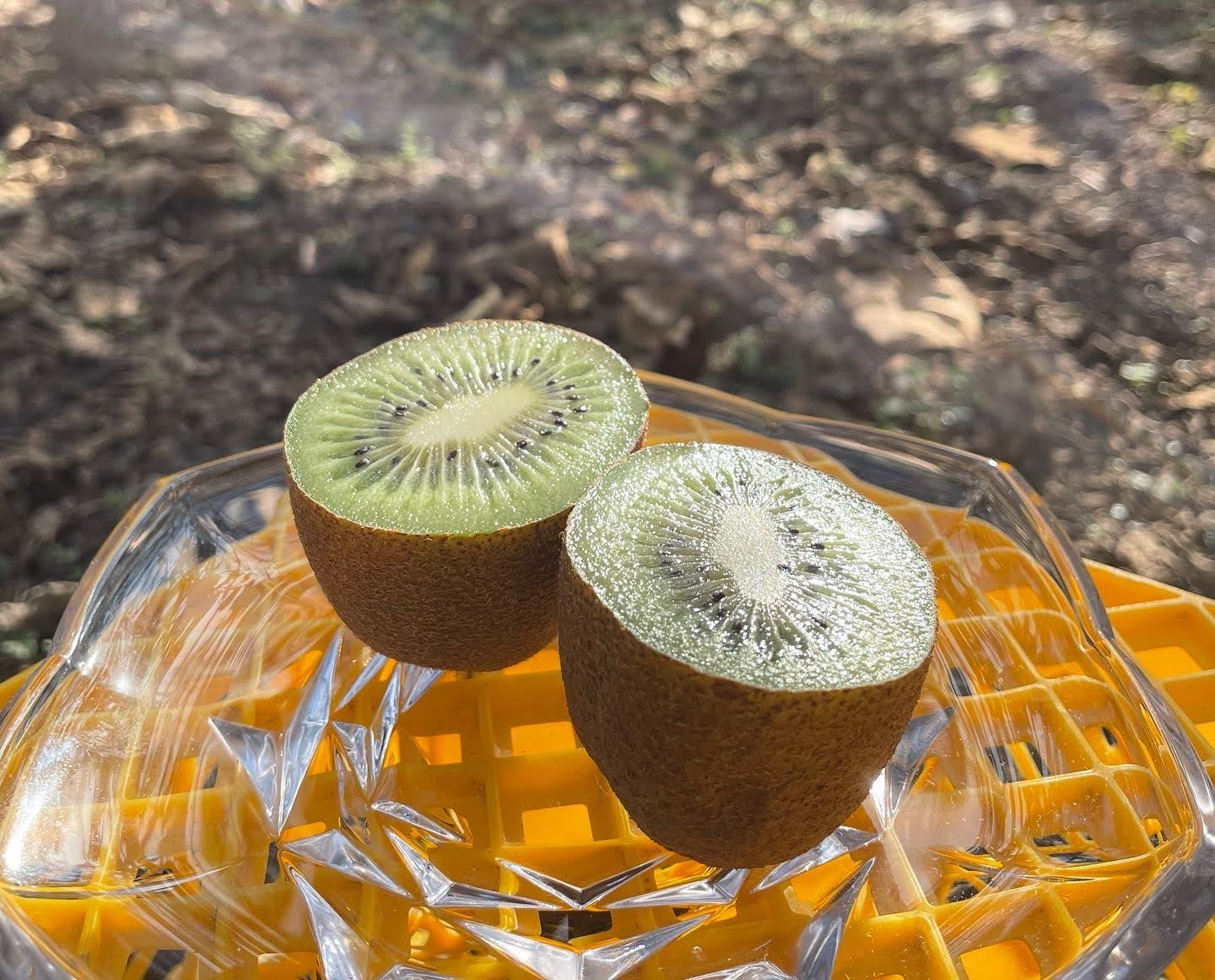 みつばちキウイ、ラジオに!