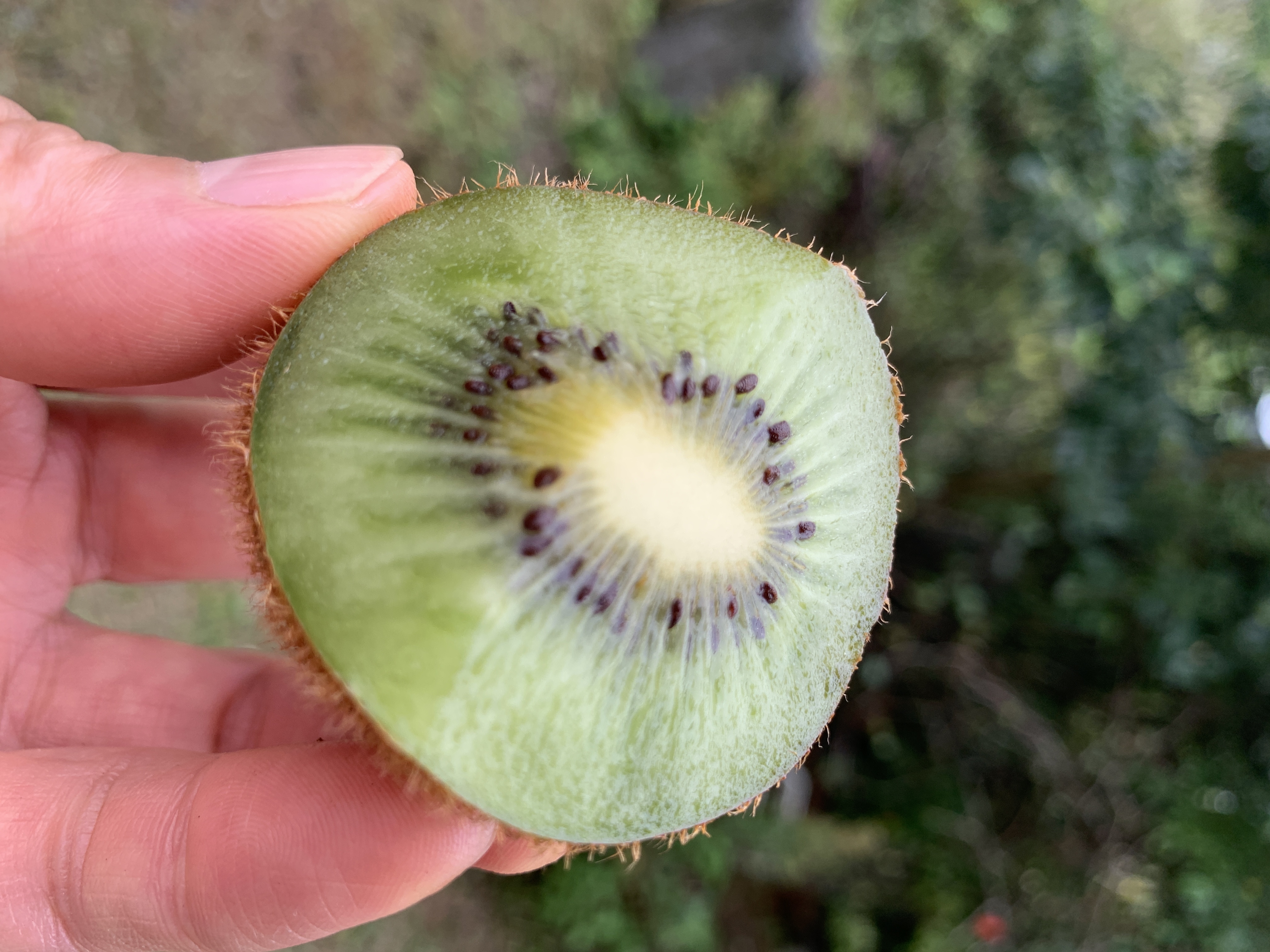 キウイ、ご予約受付中!