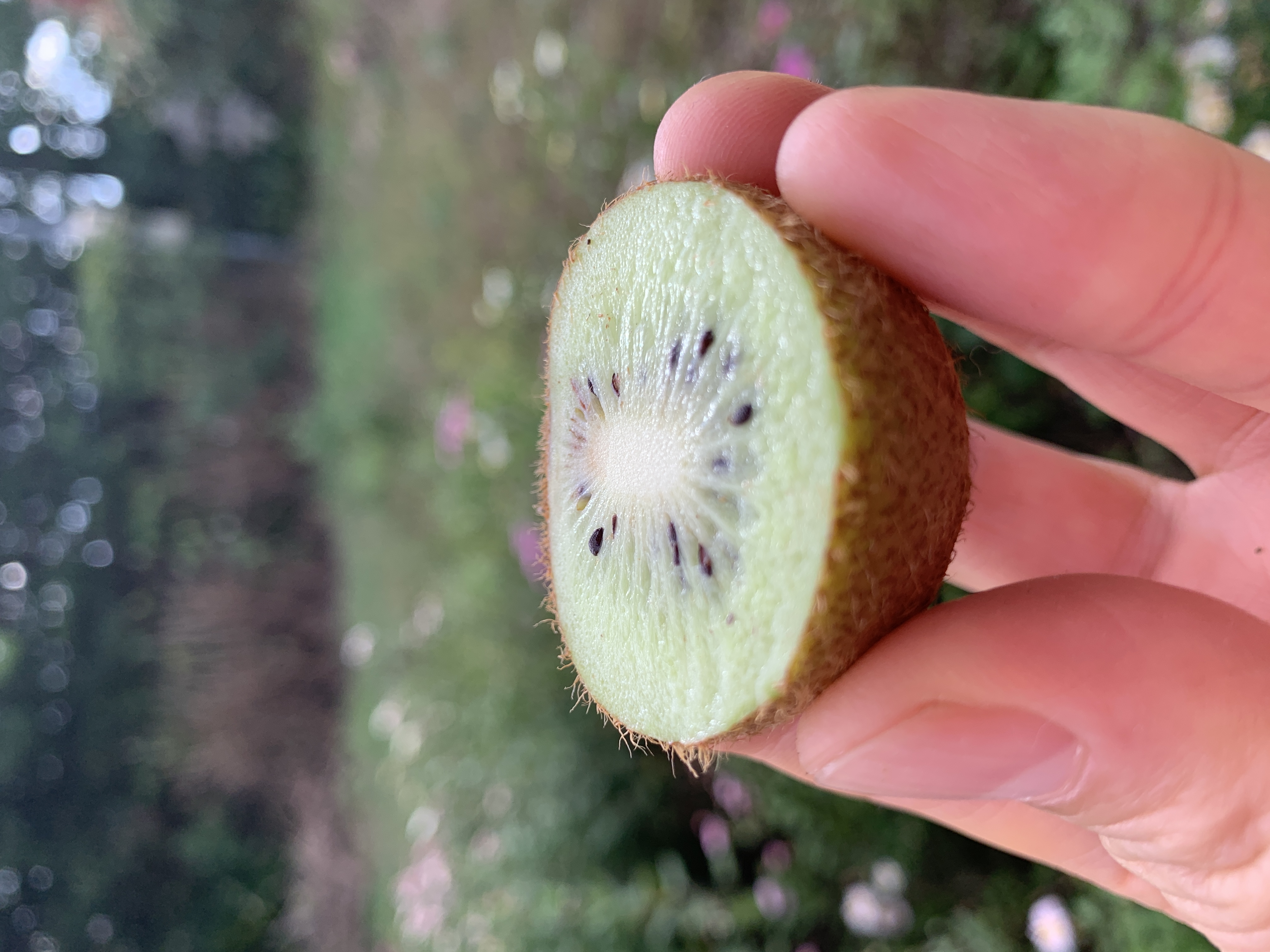 いよいよ収穫です!