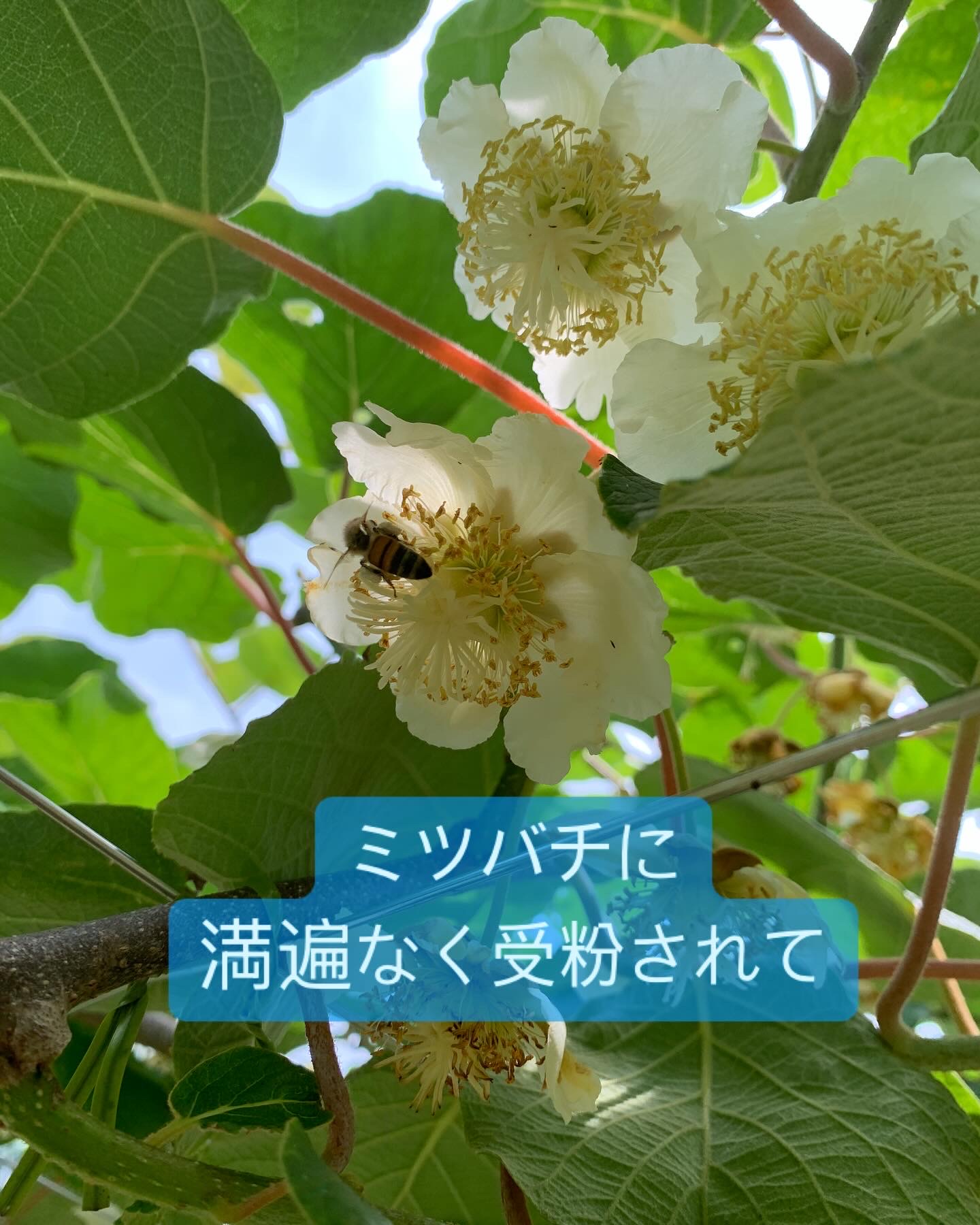 キウイの赤ちゃん誕生！