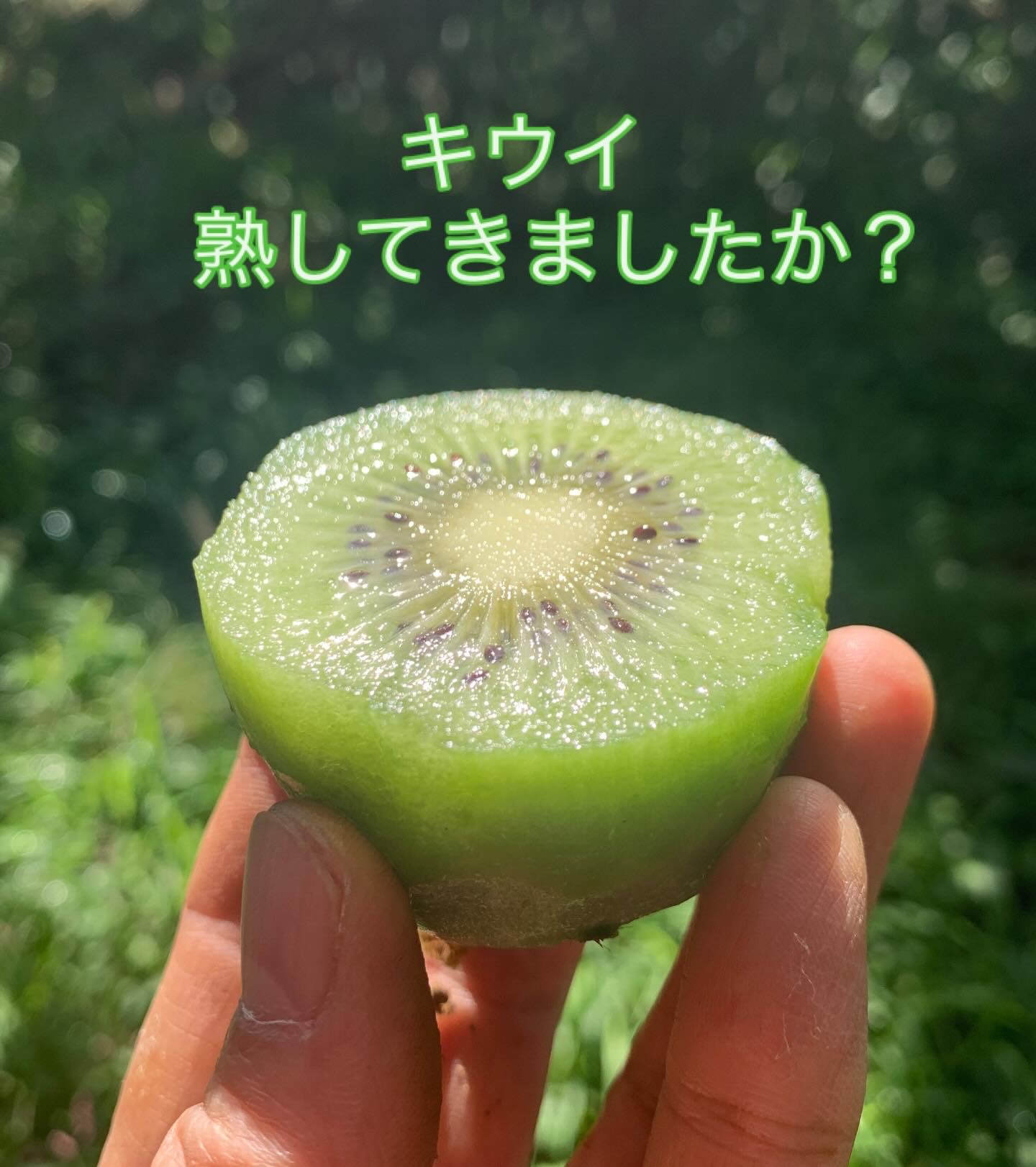 追熟すすんでいますか？