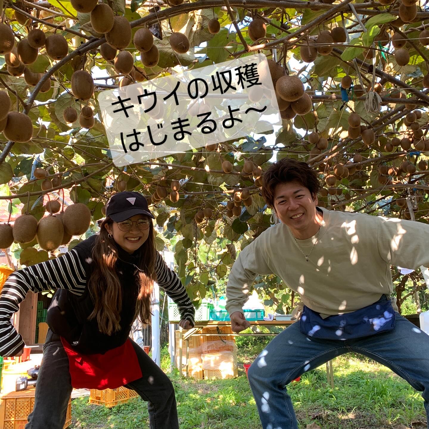 みつばちキウイ®︎いよいよお届けです！