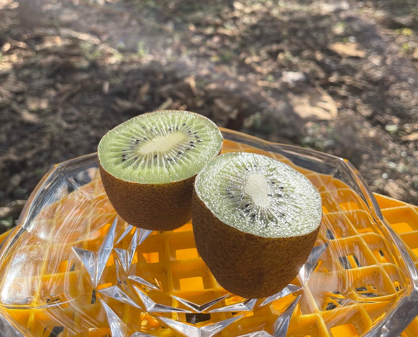 キウイフルーツの驚くべき栄養効果とは？毎日食べるメリットを徹底解説！