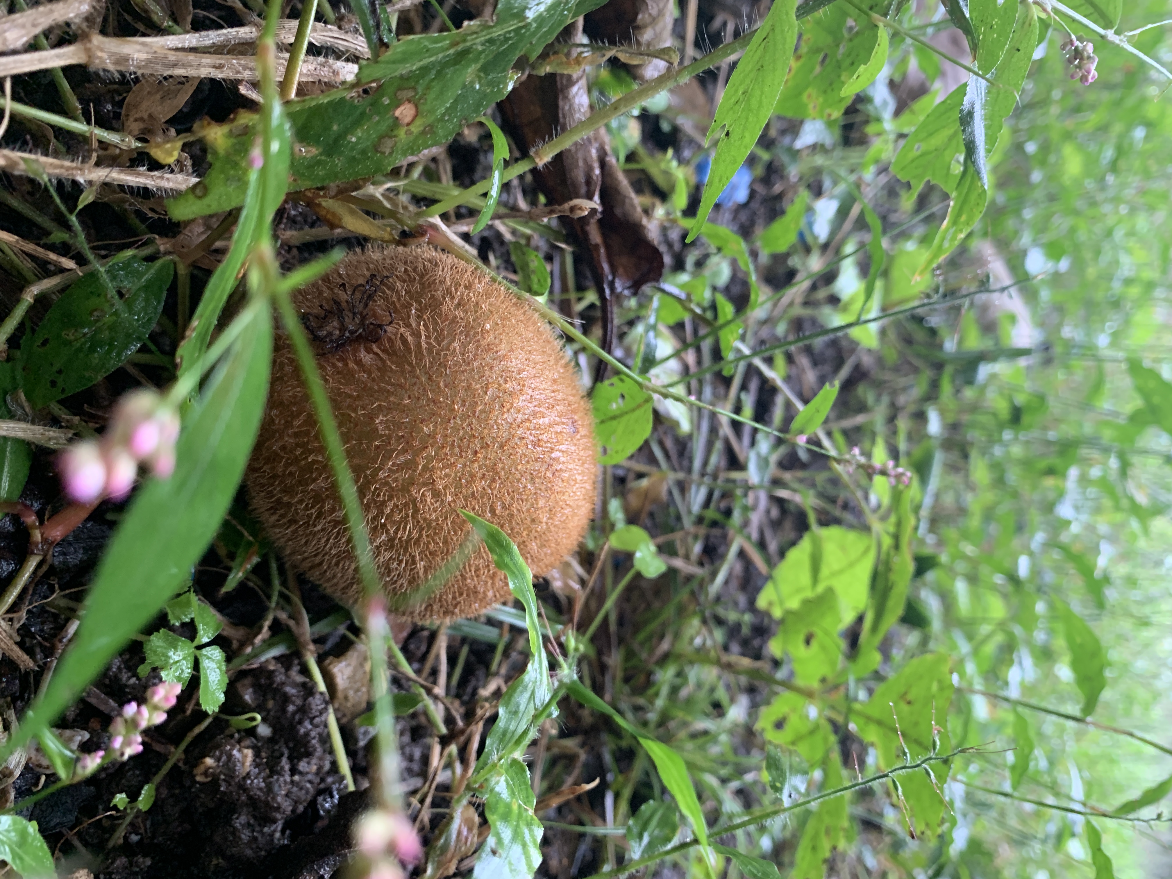 順調に美味しくなってきています