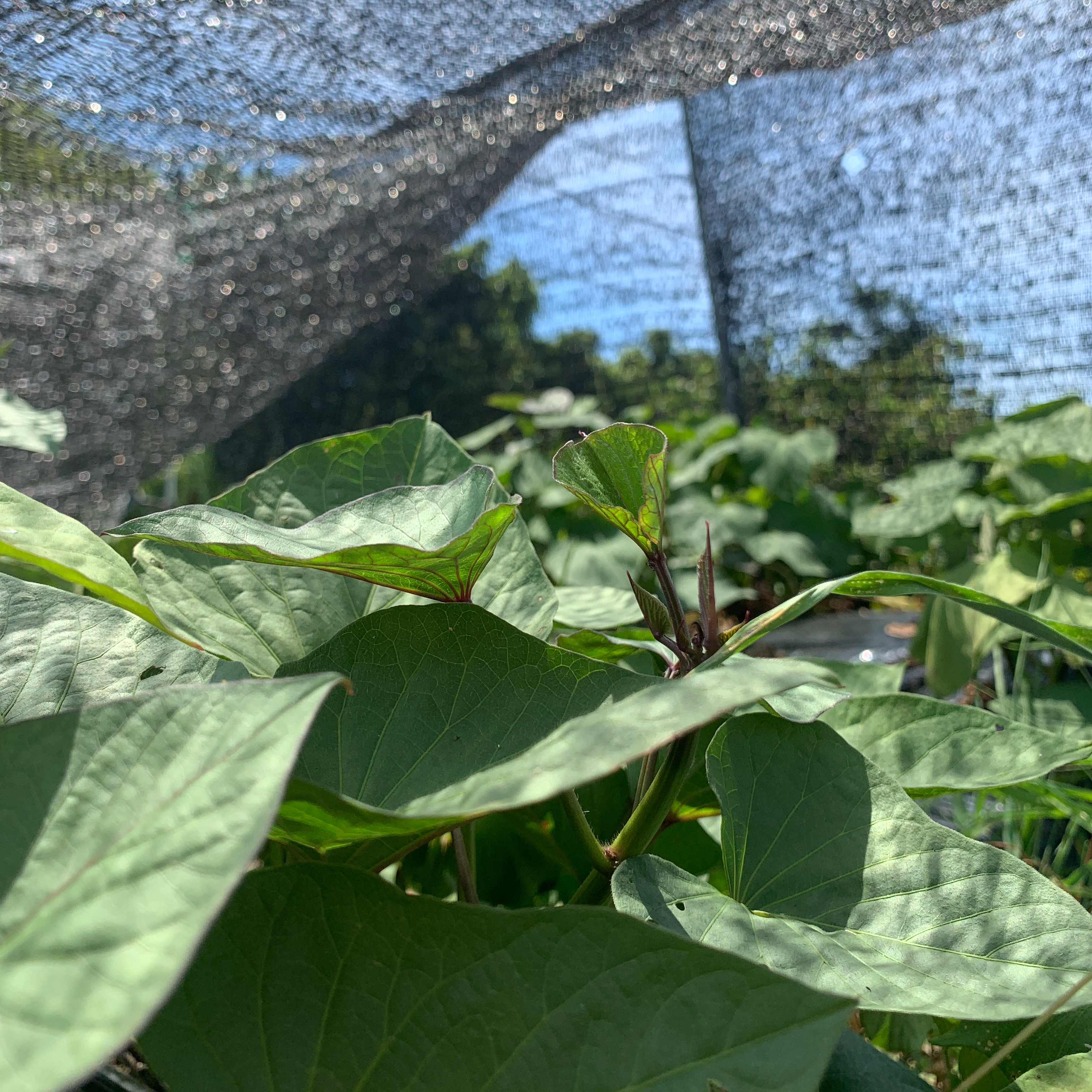 お野菜にも日除け!