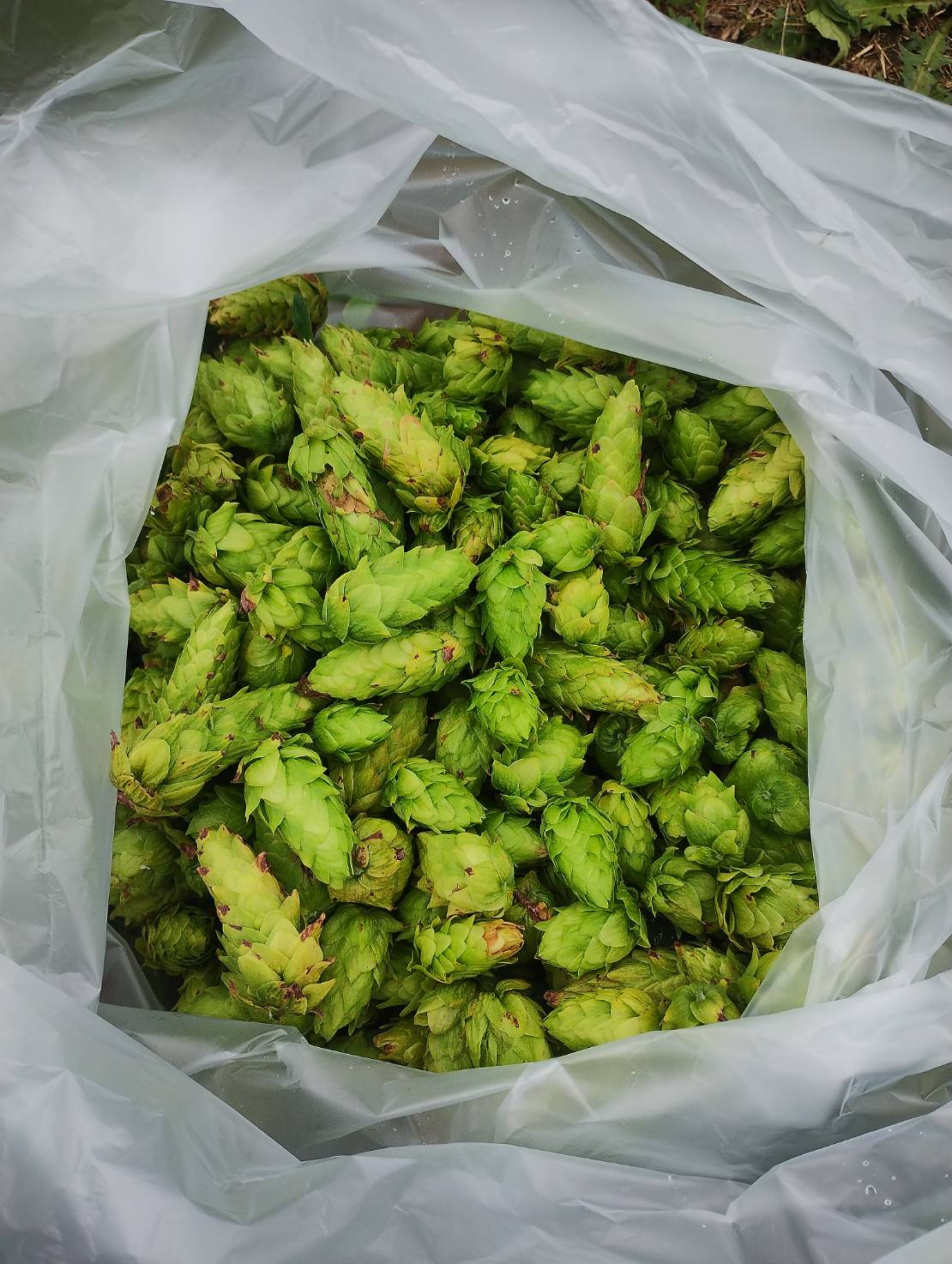 ビールは苦い？｜クラフトビールを選ぶには