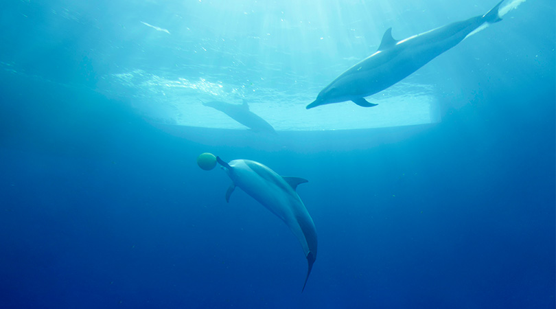 四国水族館を100倍楽しむ方法