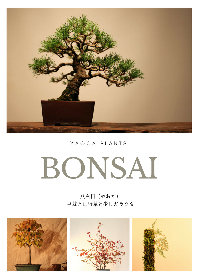 八百日　ＹＡＯＣＡ　bonsai & plants 