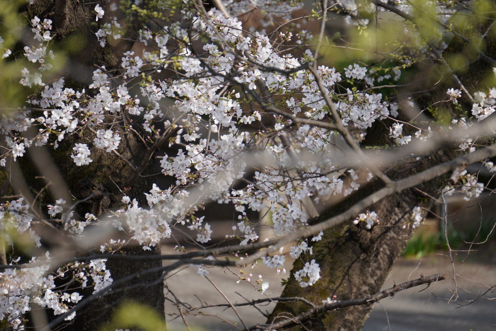 4月のWEB SHOP更新のお知らせ