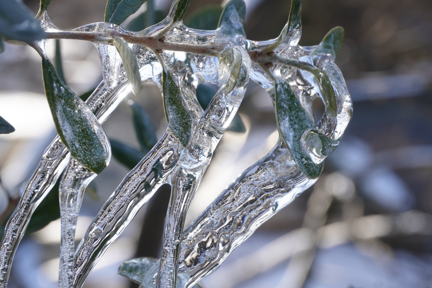 3月のWEB SHOP更新のお知らせ