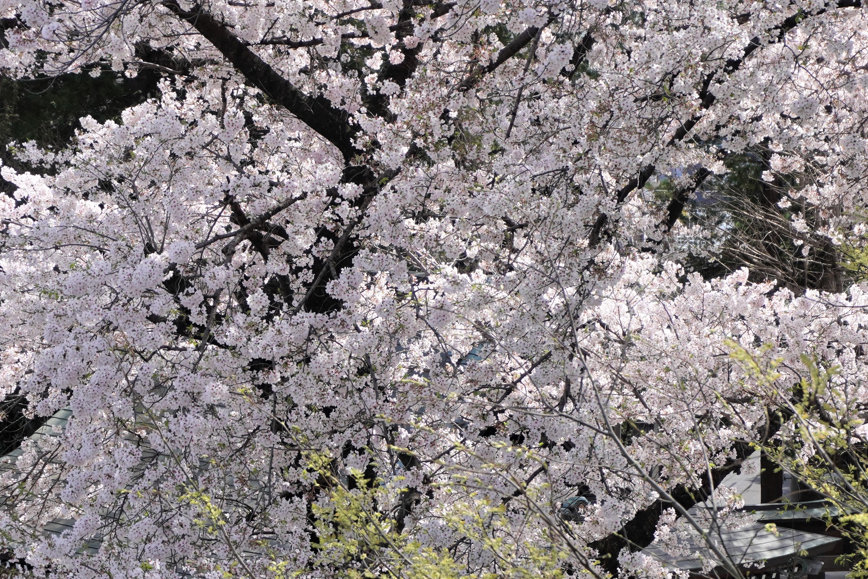 4月のWEB SHOP更新のお知らせ