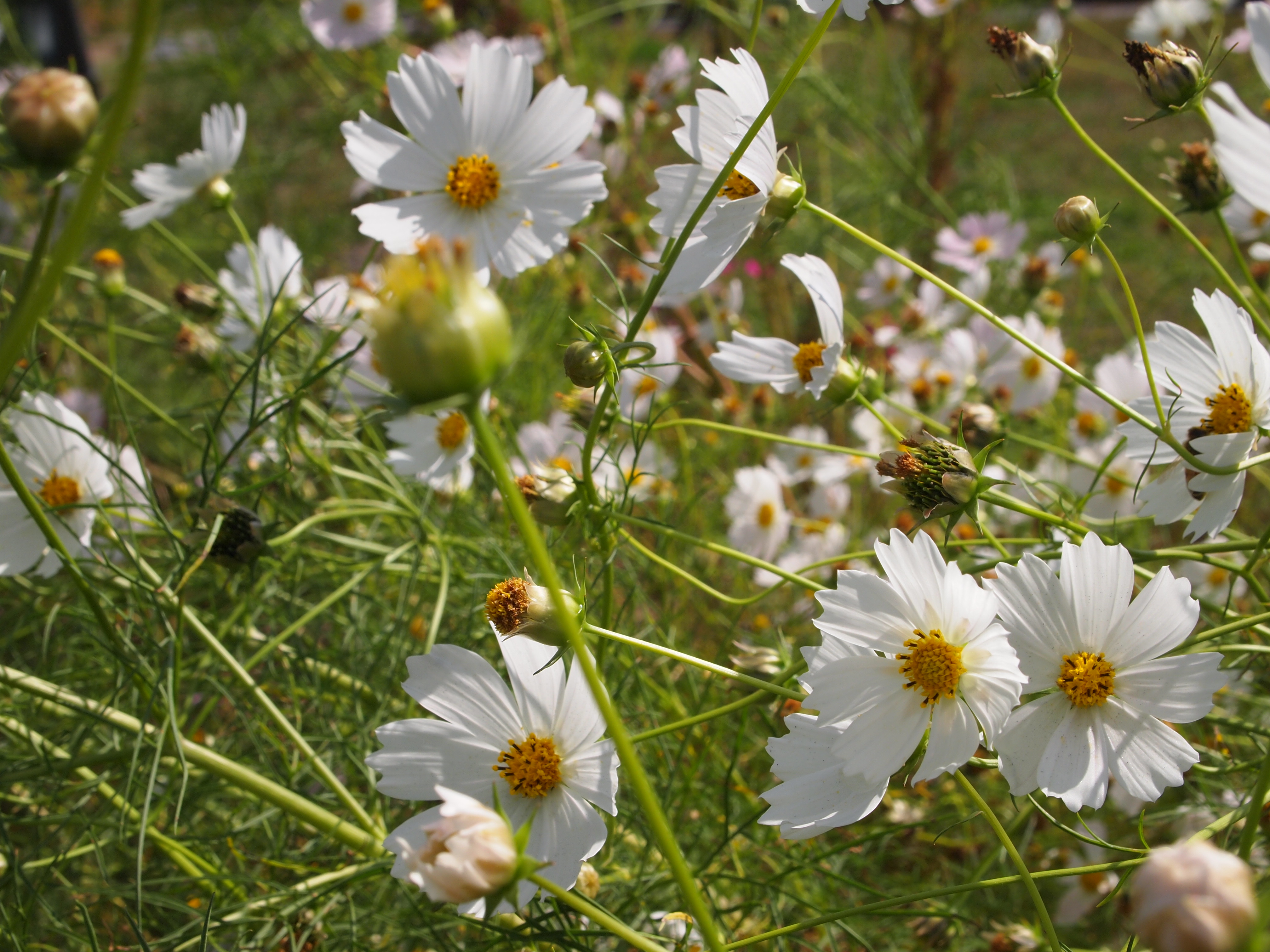 11月のWEB SHOP更新のお知らせ