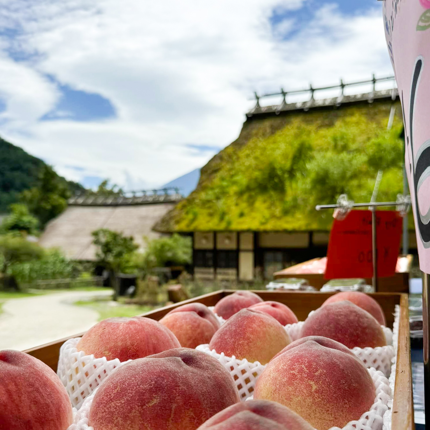 【出店情報】西湖いやしの里 根場