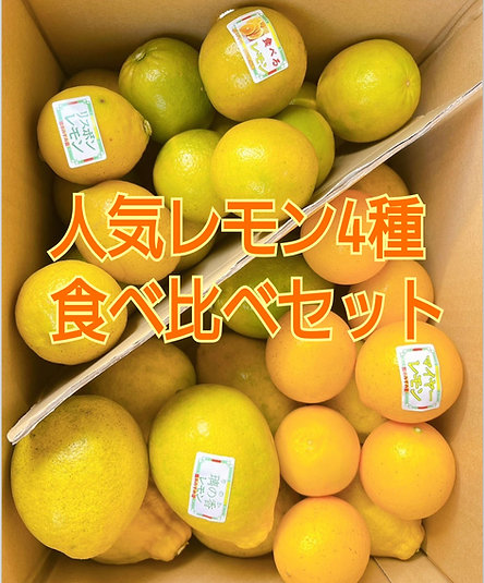 【＃旬情報】🍋たっぷり食べよう！旬真っ只中の柑橘類🍋