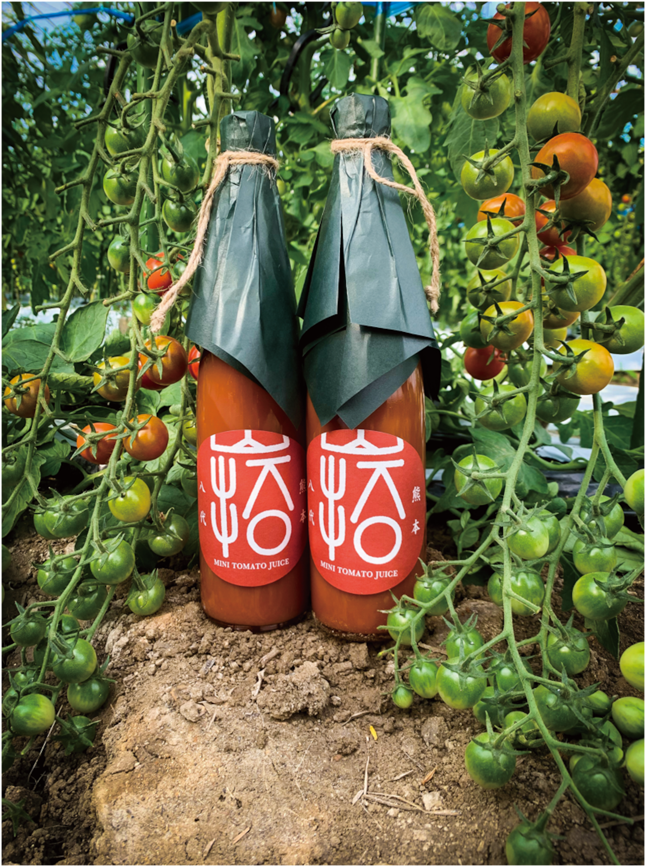 今シーズンのミニトマトジュース🍅本日5月25日（日）から販売スタートです！