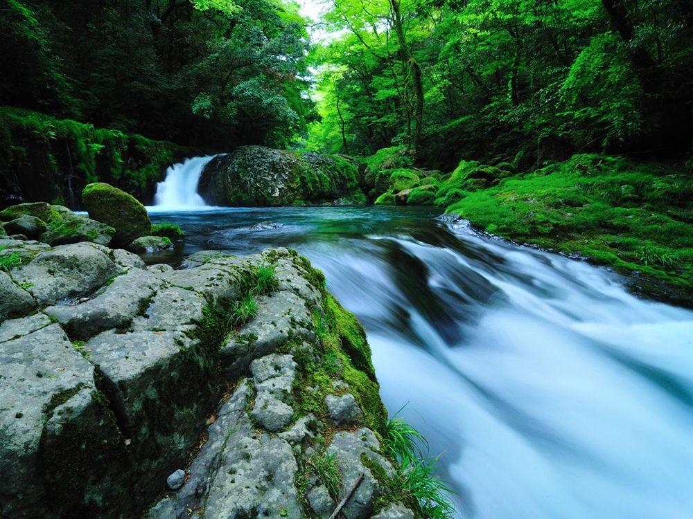【菊池産えごま油】📌熊本・菊池で育つえごまの話📌