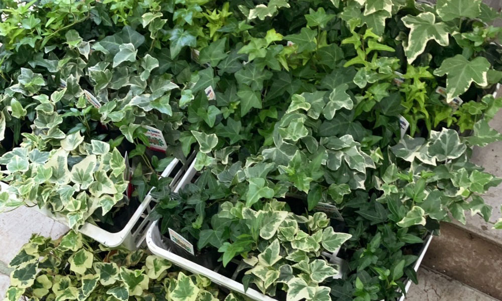 オープン記念！先着50名様ミニ観葉植物プレゼント