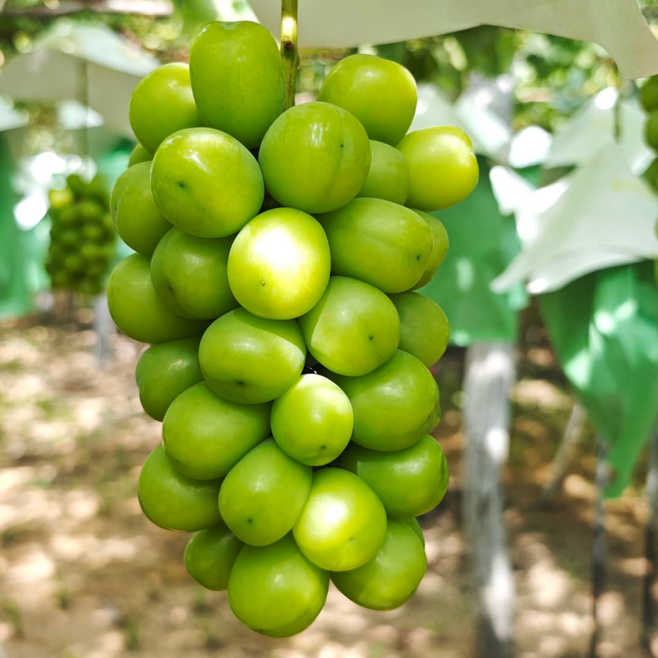 ぶどうという果実について