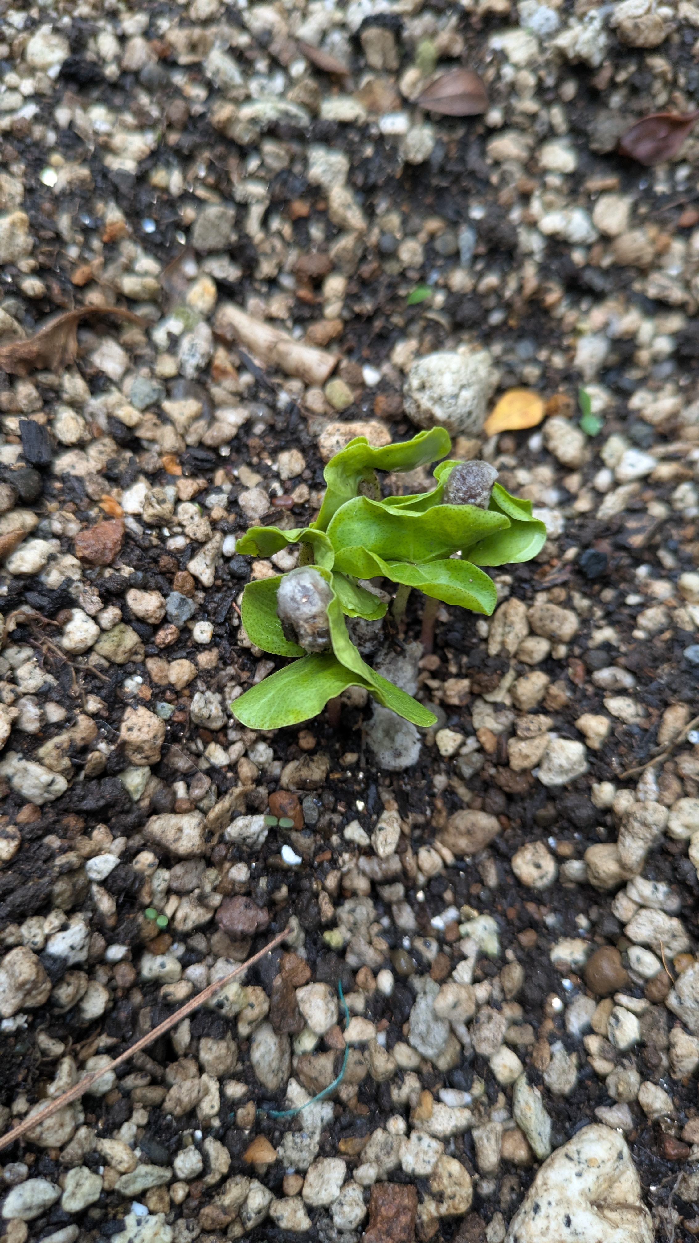 栽培中の綿のかわいい芽が🌱
