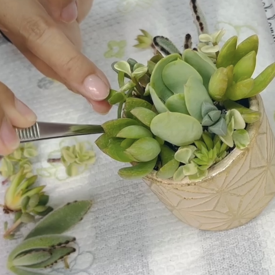 おすすめ季節限定！私にもできた！に変わるモリモリ多肉寄せ植えレッスン