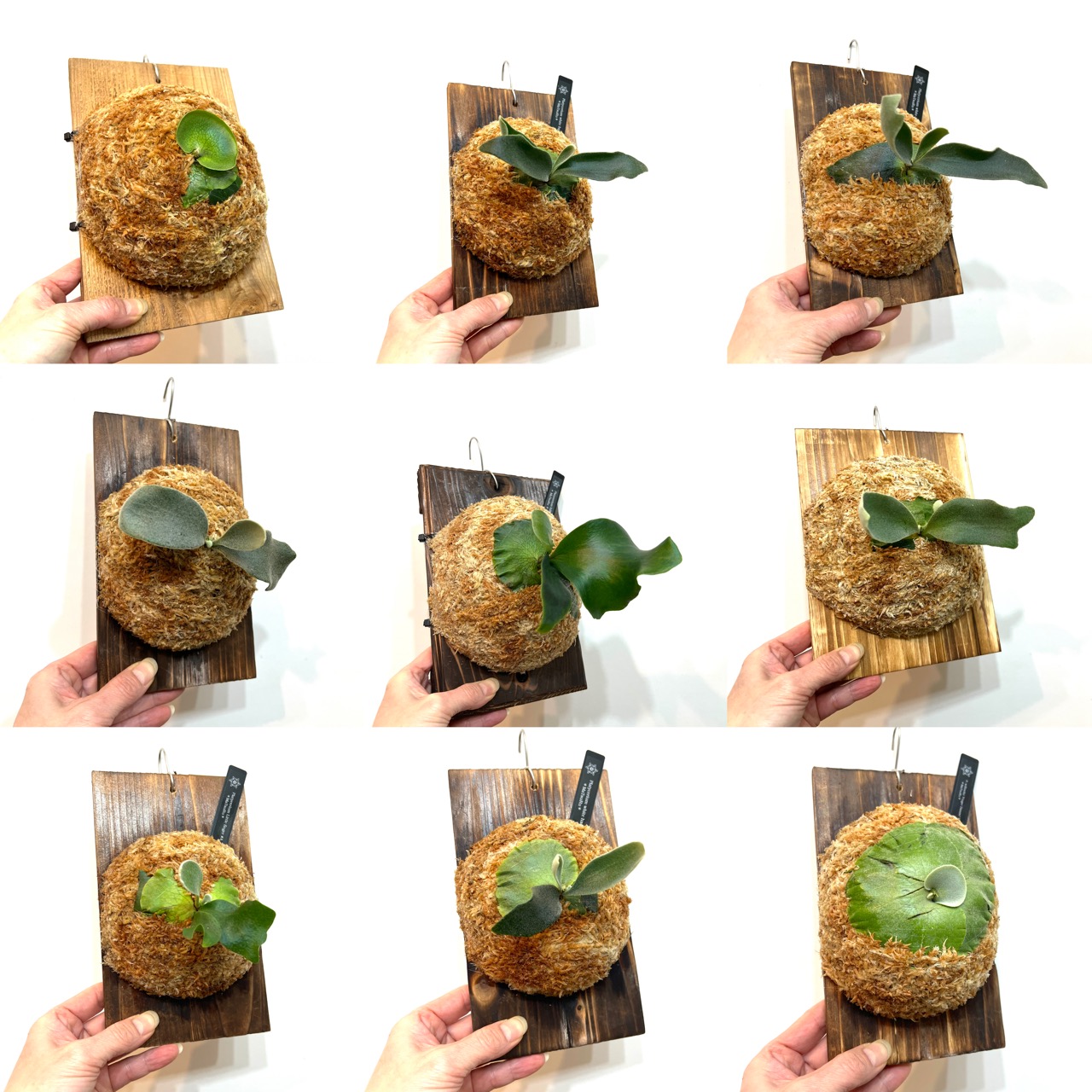 苗の板付け開始🌱