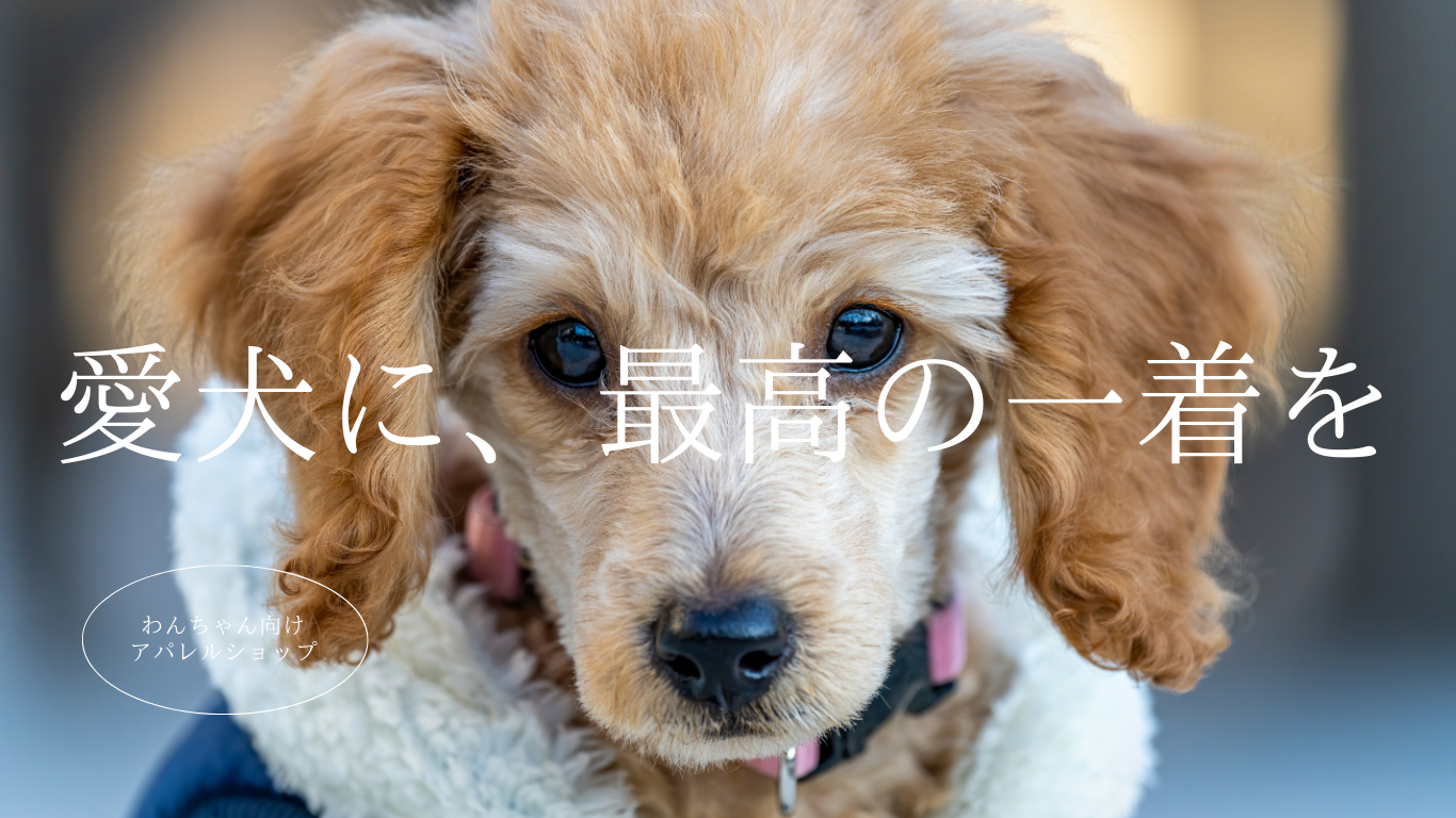日本製と輸入品、どちらがいい？ドッグウェア選びの新しい選択