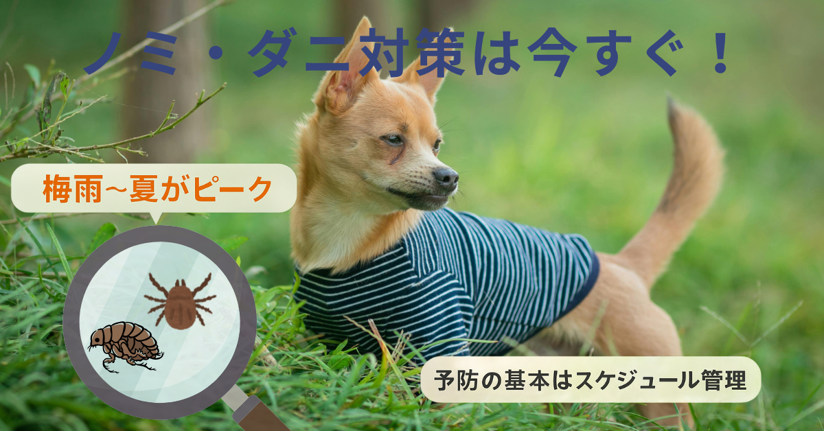 ノミ・ダニ対策は万全？梅雨〜夏にかけての予防スケジュール