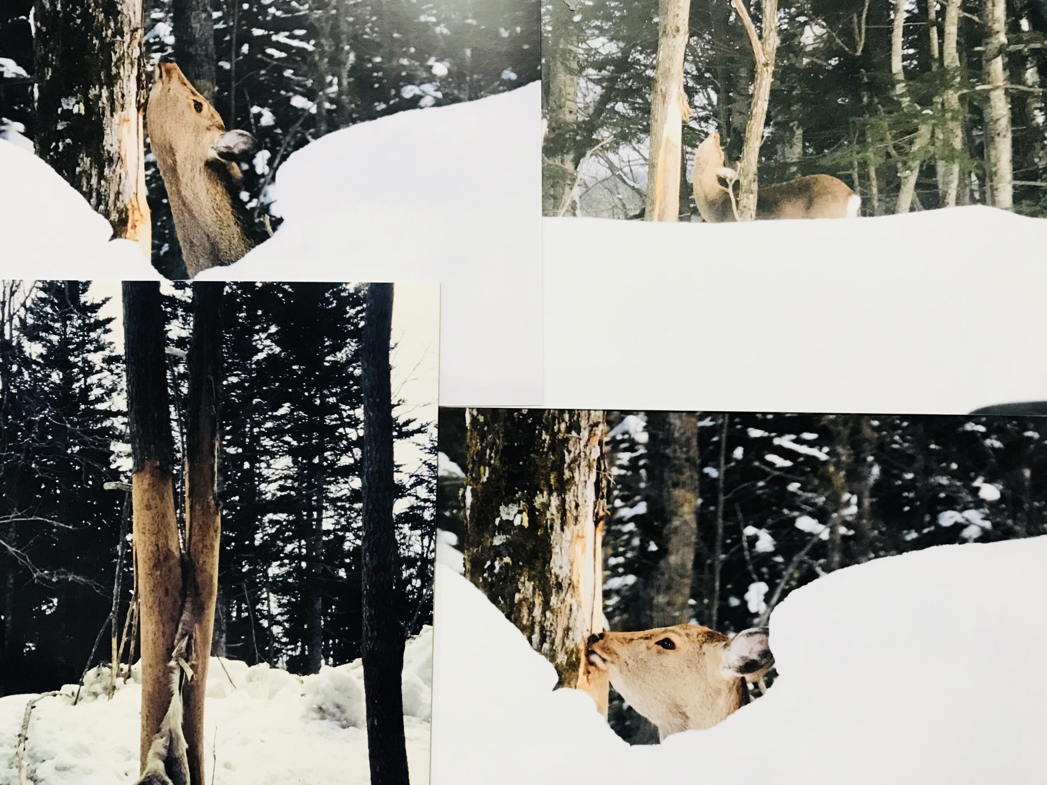 エゾシカ地域個体群に与える積雪の影響2018-2019（エゾシカによる樹種選択について）