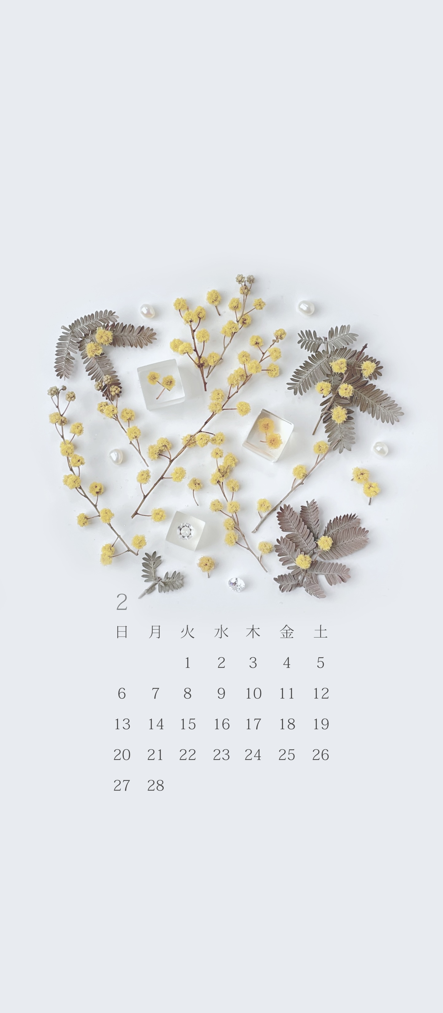 無料ロック画面カレンダー 「2月 ミモザ」