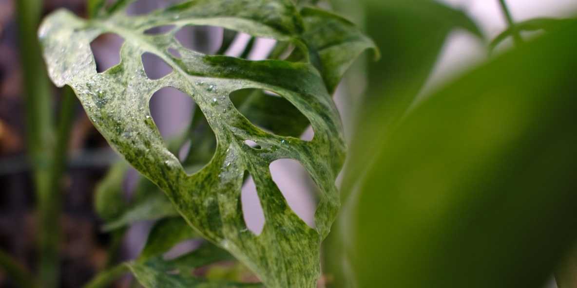 2025年注目のおしゃれな斑入り観葉植物5選