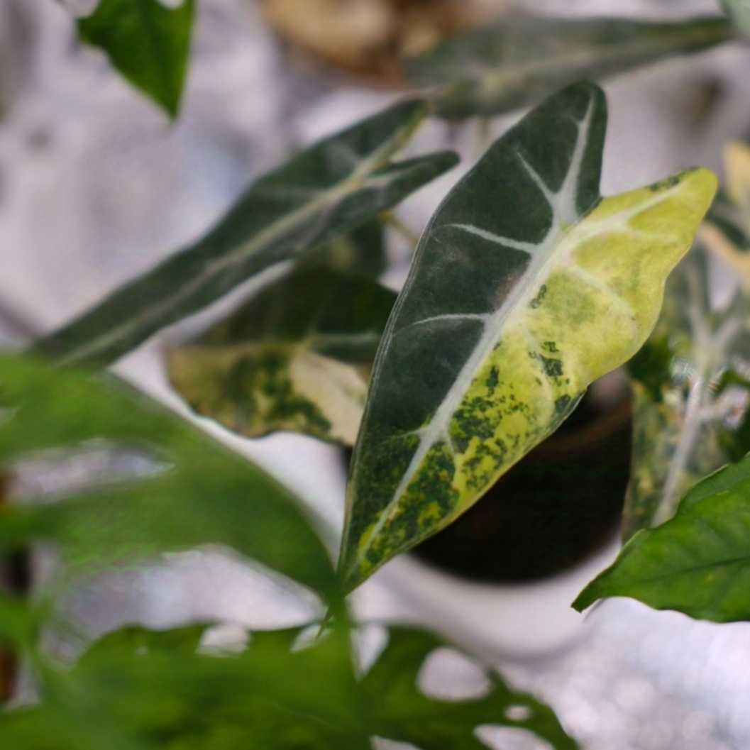 斑入り植物の斑を美しく保つための5つの秘訣