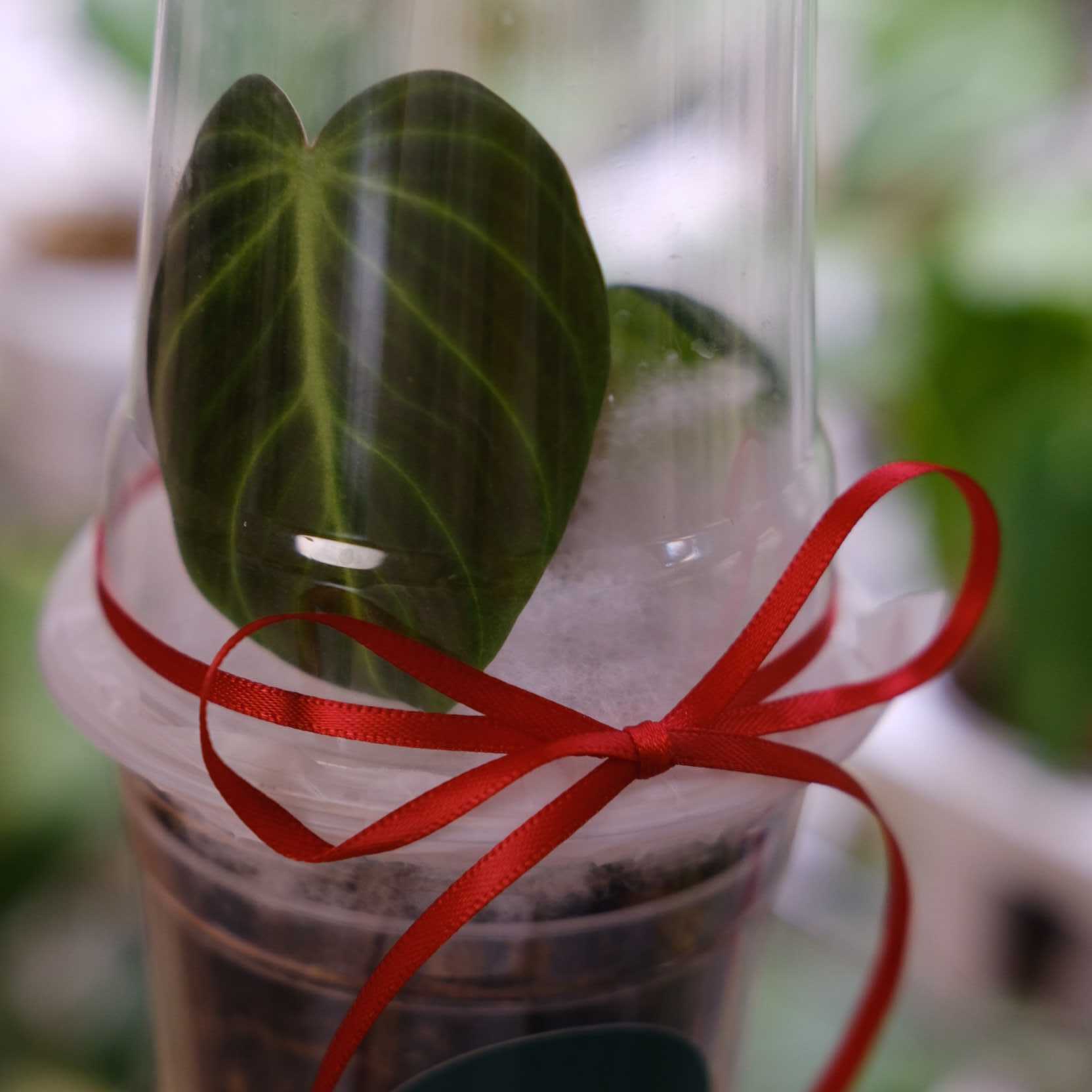 2024年トレンドの希少観葉植物はこれ！ 高額でも手に入れたい希少植物の魅力に迫ります。