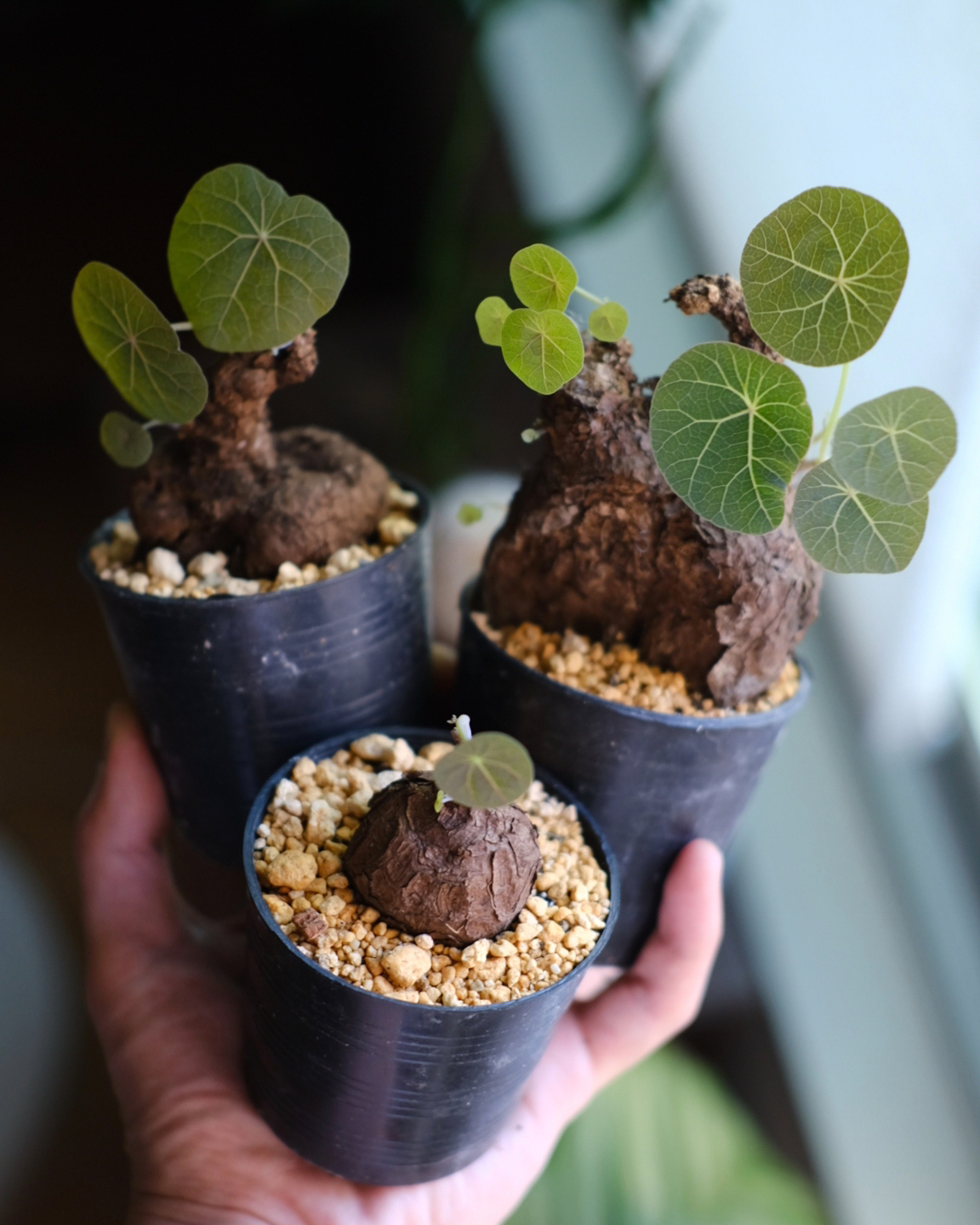 tokyoplants (トーキョープランツ)｜希少な観葉植物専門店