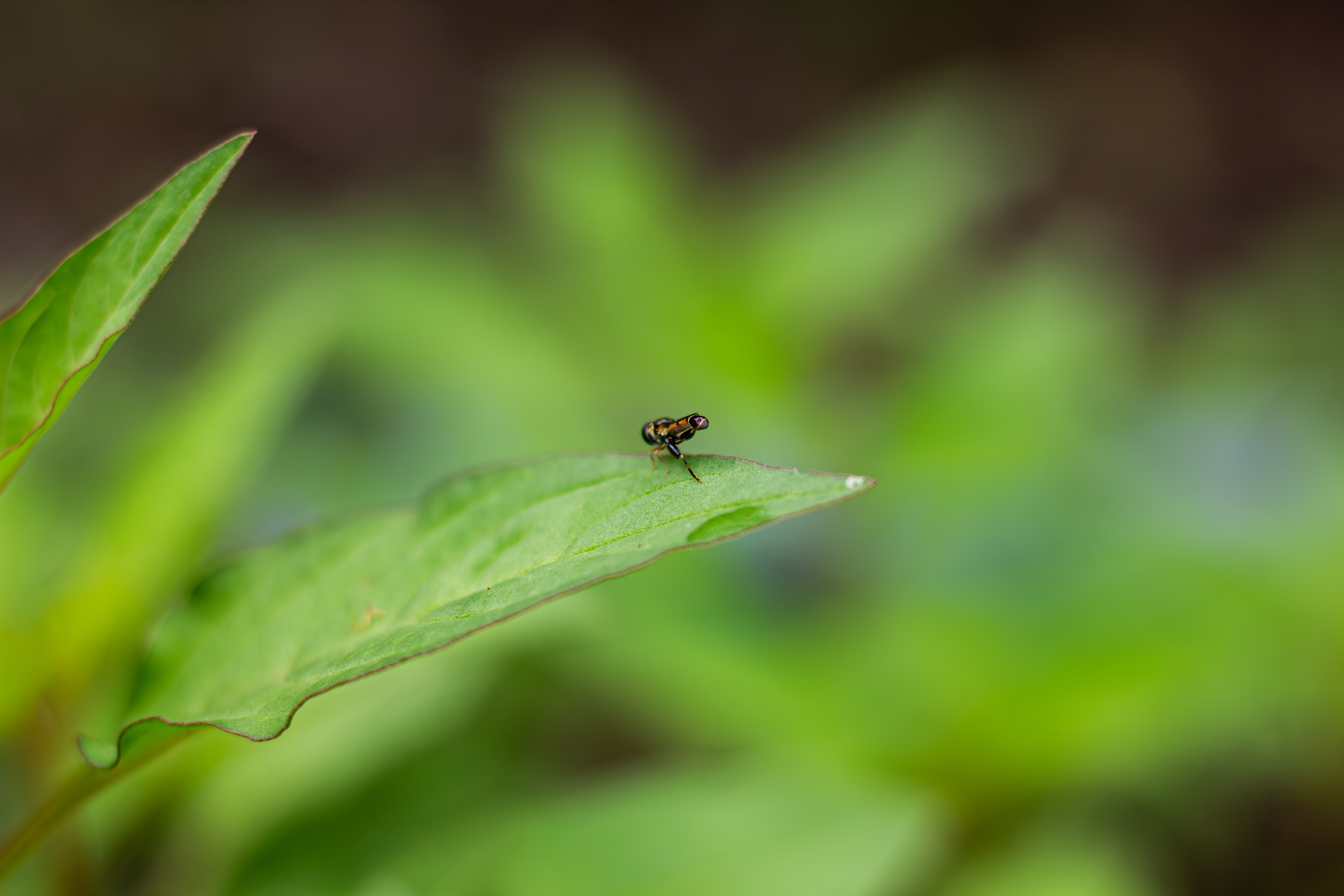 観葉植物の土にコバエが湧く原因と対策|虫がわきにくい土の選び方