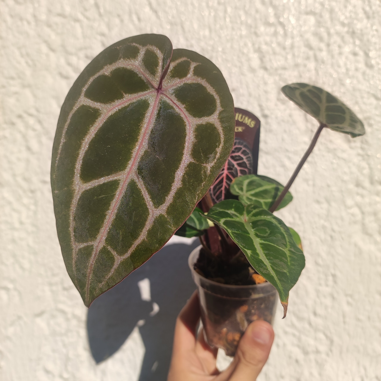 アンスリウム・ミシェル (Anthurium 'Michelle')とは？魅力と育て方を簡単解説！