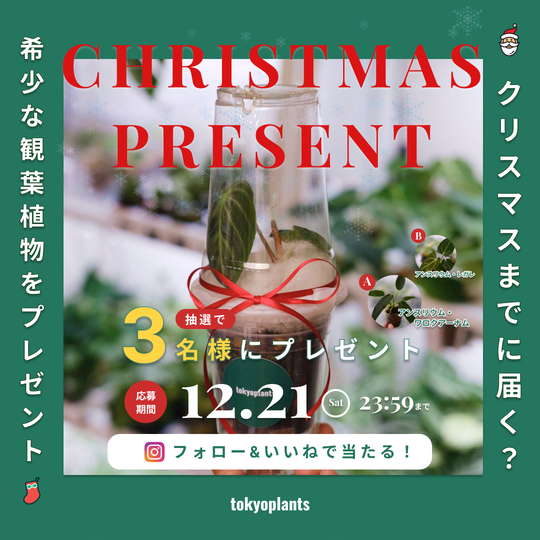 『話題のアンスリウム・ワロクアーナムを抽選で3名様にプレゼント！ クリスマスキャンペーン開催中！』