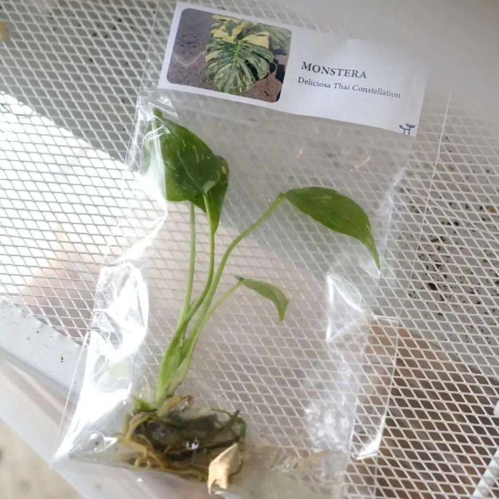 観葉植物の"組織培養株"って？ その魅力と育て方(順化方法)を解説します。