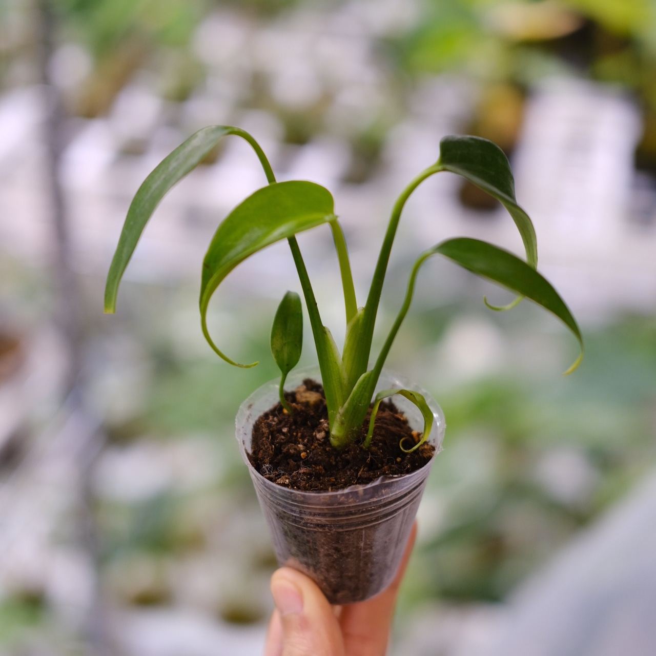 モンステラ・バールマルクスフレーム (Monstera Burle Marx Flame) とは？
