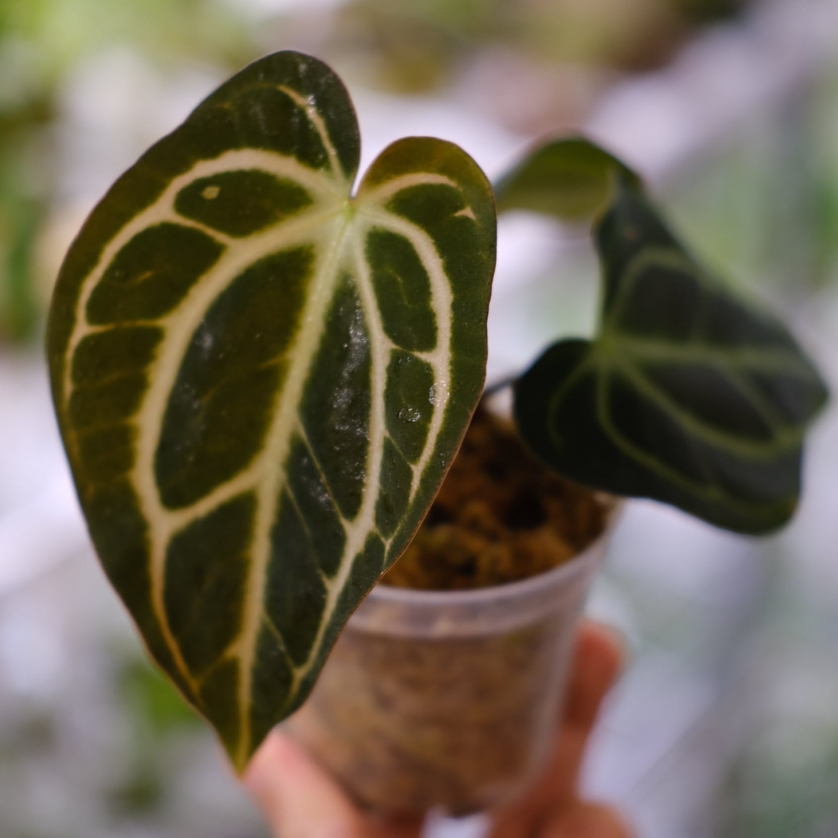 圧倒的な存在感！「Anthurium Carlablackiae（アンスリウム・カーラブラッキー）」