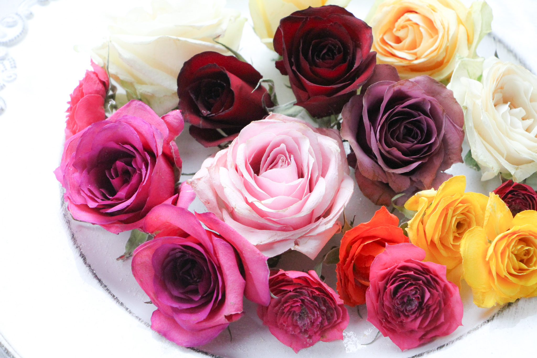 あざやかな彩り✨薔薇のドライフラワー🌹